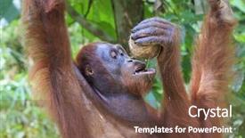  Presentation with coconut drinks - Cool new PPT theme with thirsty orangutan drinks coconut juice backdrop and a tawny brown colored foreground