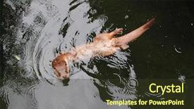  Presentation with fish farm - PPT theme enhanced with this animal is dangerous pest background and a tawny brown colored foreground