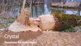  Presentation with agriculture pest - Theme enhanced with this animal is destructive pest background and a coral colored foreground