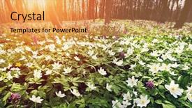  Presentation with snowdrop - Theme enhanced with snowdrops - springtime is the moment background and a yellow colored foreground