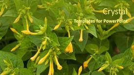  Presentation with bloom - Slide deck featuring this-moonflower-bush-has-blooms background and a tawny brown colored foreground