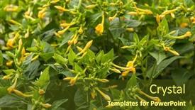  Presentation with bloom - Slide deck with this-moonflower-bush-has-blooms background and a tawny brown colored foreground