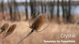  Presentation with thistle - PPT theme featuring thistle along the waterfront background and a coral colored foreground