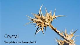  Presentation with sky blue - Amazing presentation design having thistle-dried-on-background-blue backdrop and a light blue colored foreground