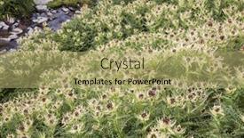  Presentation with thistle - Slide deck enhanced with thistle-field-after-blooming-next background and a mint green colored foreground