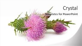  Presentation with thistle - PPT layouts with thistle flower cirsium vulgare background and a white colored foreground