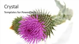  Presentation with thistle - Colorful slide set enhanced with different tools on a black and white wooden background backdrop and a gray colored foreground