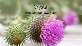 Presentation with thistle - PPT theme consisting of thistle-flowers-on-nature-background background and a mint green colored foreground