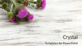  Presentation with thistle - Presentation theme having thistle flowers on wooden background background and a sky blue colored foreground
