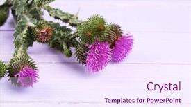  Presentation with thistle - Slide set with thistle flowers on wooden background background and a sky blue colored foreground