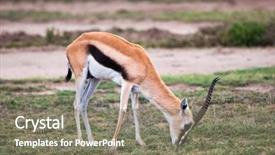  Presentation with serengeti africa - Cool new theme with thomson's gazelle on savanna backdrop and a gray colored foreground