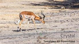  Presentation with safari - Presentation design featuring thomson-s-gazelle-safari background and a mint green colored foreground