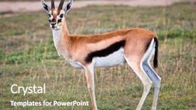  Presentation with africa safari - Slide deck enhanced with thomson's gazelle on savanna background and a coral colored foreground