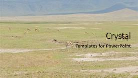  Presentation with name - Presentation design having thomson's gazelle scientific name background and a mint green colored foreground