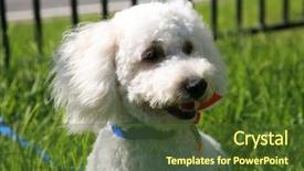  Presentation with dog - Presentation theme having thor a maltipoo maltese-poodle background and a tawny brown colored foreground