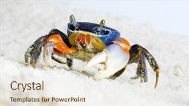  Presentation with footprints in sand - Presentation theme with thoracic - crab on the sand background and a sky blue colored foreground