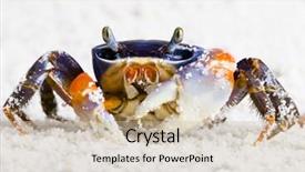 Presentation with small and big sand gravel - Amazing PPT layouts having thoracic - crab on the sand backdrop and a soft green colored foreground