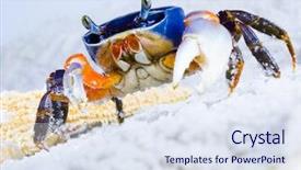  Presentation with sand quarrying - Presentation design featuring thoracic - crab on the sand background and a sky blue colored foreground