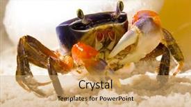  Presentation with zen footprints and sand - Amazing presentation design having thoracic - crab on the sand backdrop and a coral colored foreground
