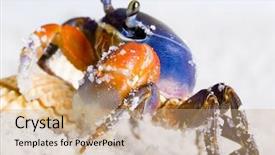  Presentation with footsteps footprints in the sand - Colorful slide deck enhanced with thoracic - crab on the sand backdrop and a coral colored foreground