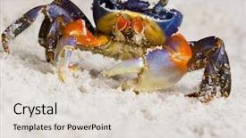 Presentation with sand textured - Theme having thoracic - crab on the sand background and a light gray colored foreground