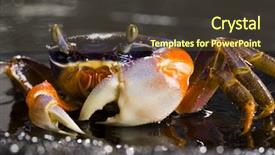  Presentation with crab - Cool new PPT theme with thoracic - crab backdrop and a tawny brown colored foreground