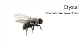  Presentation with angel wings stairway to heaven - Beautiful presentation design featuring houseflies - closeup of common housefly backdrop and a white colored foreground