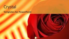  Presentation with war roses tudor rose - Colorful theme enhanced with book thorn - rose's day catalonian tradition backdrop and a  colored foreground