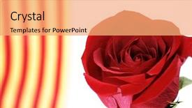  Presentation with war roses tudor rose - Audience pleasing PPT layouts consisting of book thorn - rose's day catalonian tradition backdrop and a  colored foreground