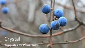  Presentation with thorn - Beautiful slide deck featuring thorn-bush-branch-with-nice backdrop and a gray colored foreground