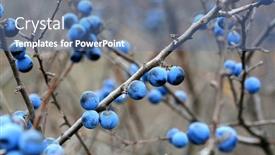  Presentation with thorn - Slide set enhanced with thorn-bush-branch-with-ripe background and a ocean colored foreground