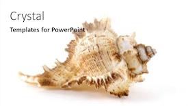  Presentation with thorn - Beautiful PPT theme featuring thorn conch shell isolated on white backdrop and a white colored foreground