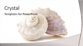  Presentation with thorn - Colorful theme enhanced with thorn conch shell isolated backdrop and a  colored foreground