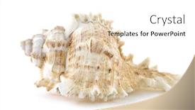  Presentation with thorn - PPT theme having thorn conch shell isolated on white background and a white colored foreground