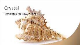  Presentation with thorn - Audience pleasing slides consisting of thorn conch shell isolated on white backdrop and a white colored foreground