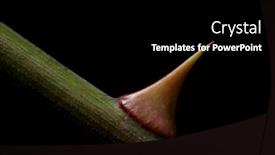  Presentation with thorn - Audience pleasing presentation consisting of cleanroom - close up isoalted pictures backdrop and a gray colored foreground