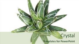  Presentation with succulent - Colorful presentation design enhanced with thorn of queen victoria backdrop and a mint green colored foreground