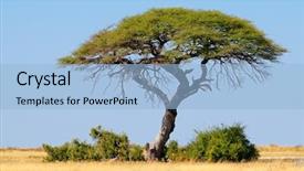  Presentation with thorn - Audience pleasing PPT layouts consisting of thorn tree and grassland etosha backdrop and a  colored foreground