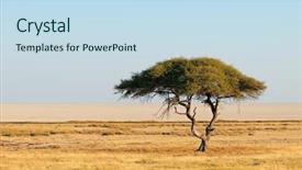  Presentation with thorn - PPT theme having thorn tree and grassland etosha background and a  colored foreground