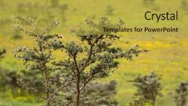  Presentation with growing tree - Beautiful PPT theme featuring thorns - acacia whistling thorn tree backdrop and a yellow colored foreground