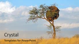  Presentation with thorn - Colorful PPT theme enhanced with thorns - african thorn-tree with communal nest backdrop and a yellow colored foreground