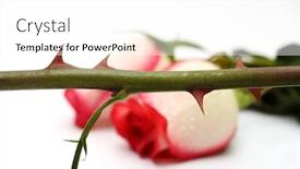  Presentation with thorns - Cool new theme with thorns and roses concept on white background macro backdrop and a pink colored foreground