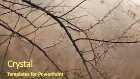  Presentation with thorns - Audience pleasing slide deck consisting of thorns in a foggy shrubbery backdrop and a tawny brown colored foreground