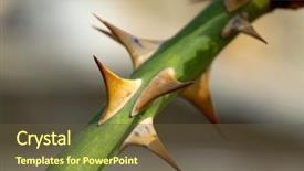  Presentation with thorns - Presentation theme with thorns background and a tawny brown colored foreground