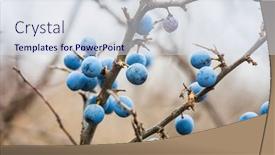  Presentation with berries - PPT theme having thorny-berries-on-a-branch background and a sky blue colored foreground