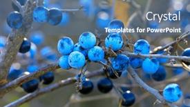  Presentation with berries - Cool new PPT layouts with thorny-branch-with-ripe-berries backdrop and a teal colored foreground