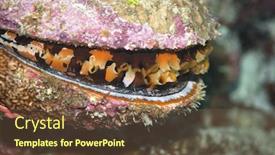  Presentation with oyster - Slides having thorny-oyster-spondylus-aurantius-maldives background and a tawny brown colored foreground