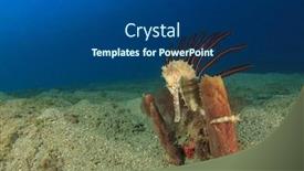  Presentation with coral reef - PPT theme consisting of thorny seahorse on coral reef underwater background and a ocean colored foreground
