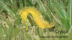  Presentation with seagrass - Amazing slides having thorny seahorse on seagrass backdrop and a yellow colored foreground