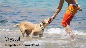  Presentation with dog - PPT layouts having thorough - man playing with hid dog background and a  colored foreground